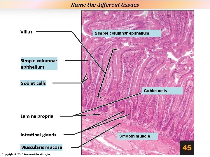 Name the different tissues Plate 45 Villus Simple columnar epithelium Goblet cells Lamina propria Name the different tissues Plate 45 Villus Simple columnar epithelium Goblet cells Lamina propria