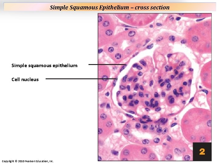 Plate 2 Simple Squamous Epithelium – cross section Simple squamous epithelium Cell nucleus Copyright Plate 2 Simple Squamous Epithelium – cross section Simple squamous epithelium Cell nucleus Copyright