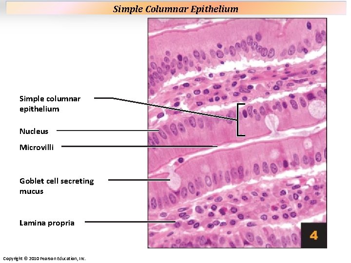Plate 4 Simple columnar epithelium Nucleus Microvilli Goblet cell secreting mucus Lamina propria Copyright Plate 4 Simple columnar epithelium Nucleus Microvilli Goblet cell secreting mucus Lamina propria Copyright