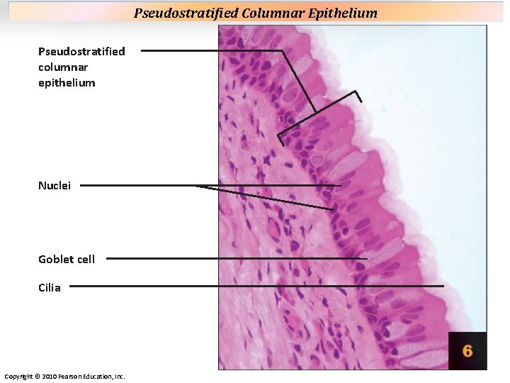 Pseudostratified Columnar Epithelium Plate 6 Pseudostratified columnar epithelium Nuclei Goblet cell Cilia Copyright © Pseudostratified Columnar Epithelium Plate 6 Pseudostratified columnar epithelium Nuclei Goblet cell Cilia Copyright ©