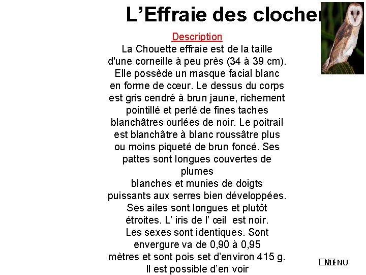 L’Effraie des clochers Description La Chouette effraie est de la taille d'une corneille à