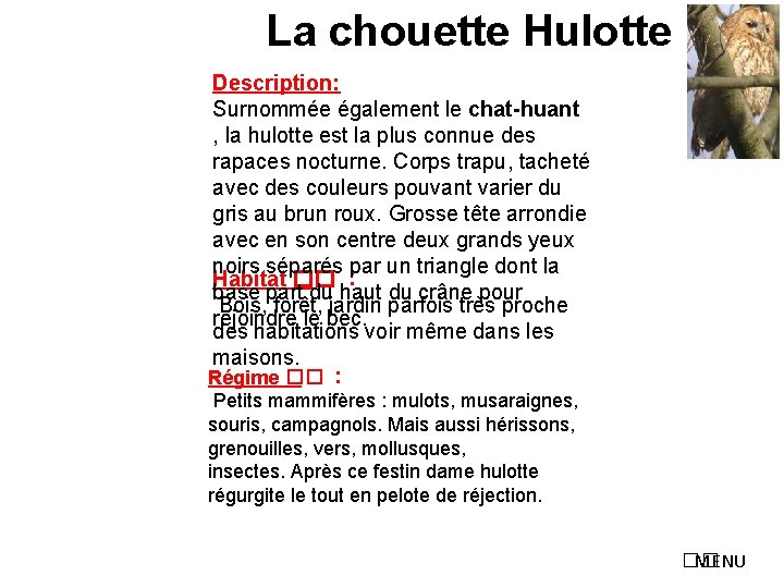 La chouette Hulotte Description: Surnommée également le chat-huant , la hulotte est la plus