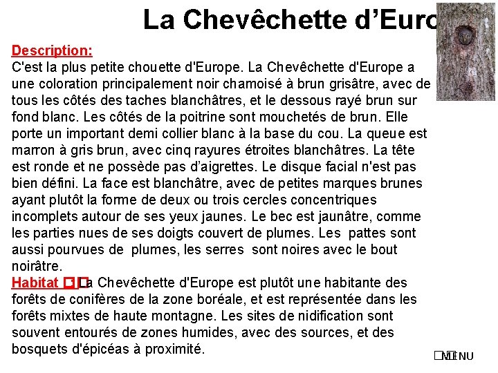 La Chevêchette d’Europe Description: C'est la plus petite chouette d'Europe. La Chevêchette d'Europe a
