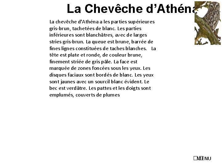 La Chevêche d’Athéna La chevêche d'Athéna a les parties supérieures gris-brun, tachetées de blanc.