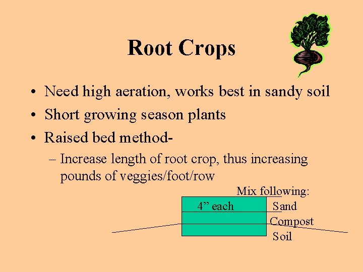 Root Crops • Need high aeration, works best in sandy soil • Short growing