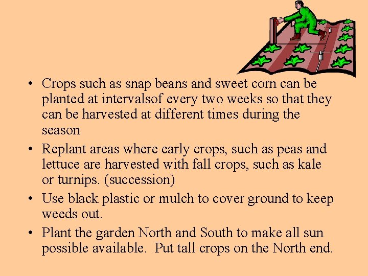  • Crops such as snap beans and sweet corn can be planted at