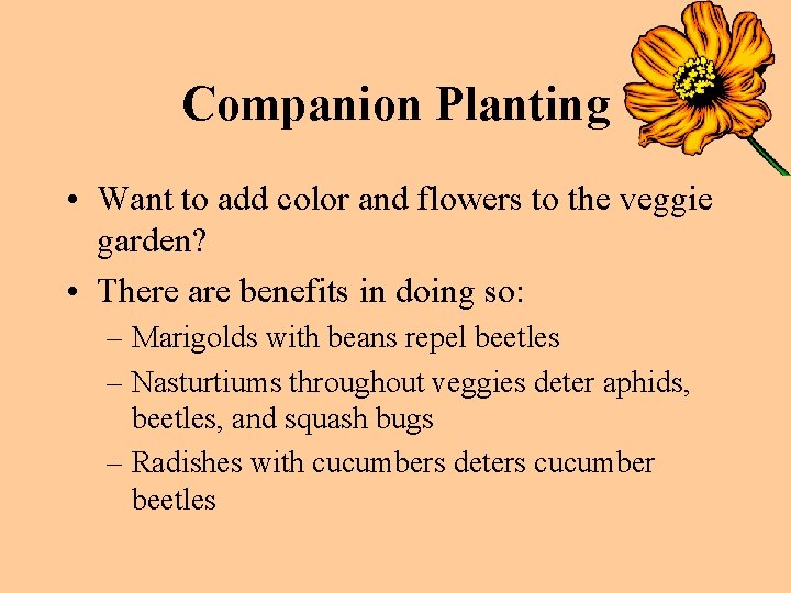 Companion Planting • Want to add color and flowers to the veggie garden? •