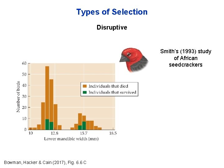 Types of Selection Disruptive Smith’s (1993) study of African seedcrackers Bowman, Hacker & Cain