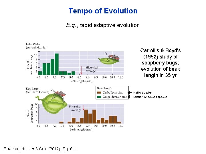 Tempo of Evolution E. g. , rapid adaptive evolution Carroll’s & Boyd’s (1992) study