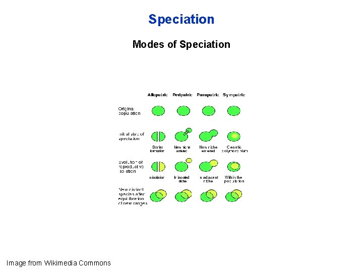 Speciation Modes of Speciation Image from Wikimedia Commons 