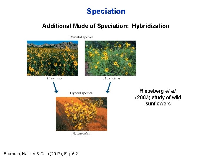 Speciation Additional Mode of Speciation: Hybridization Rieseberg et al. (2003) study of wild sunflowers