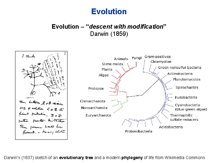 Evolution – “descent with modification” Darwin (1859) Darwin’s (1837) sketch of an evolutionary tree
