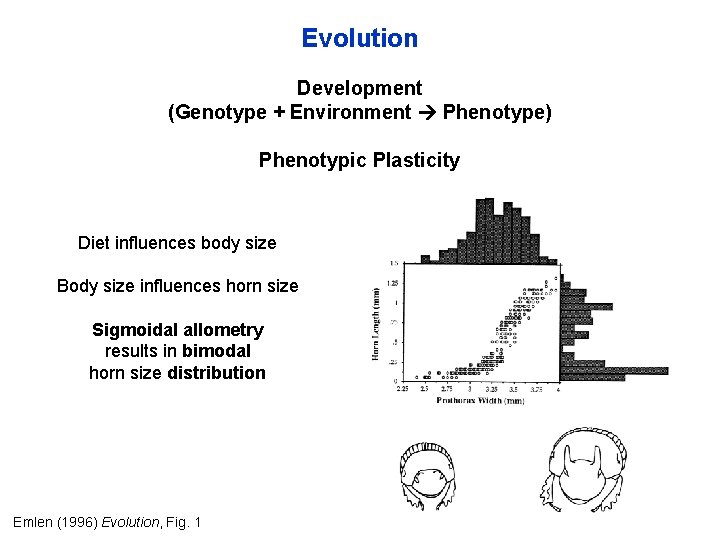 Evolution Development (Genotype + Environment Phenotype) Phenotypic Plasticity Diet influences body size Body size