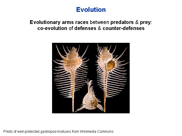 Evolutionary arms races between predators & prey: co-evolution of defenses & counter-defenses Photo of