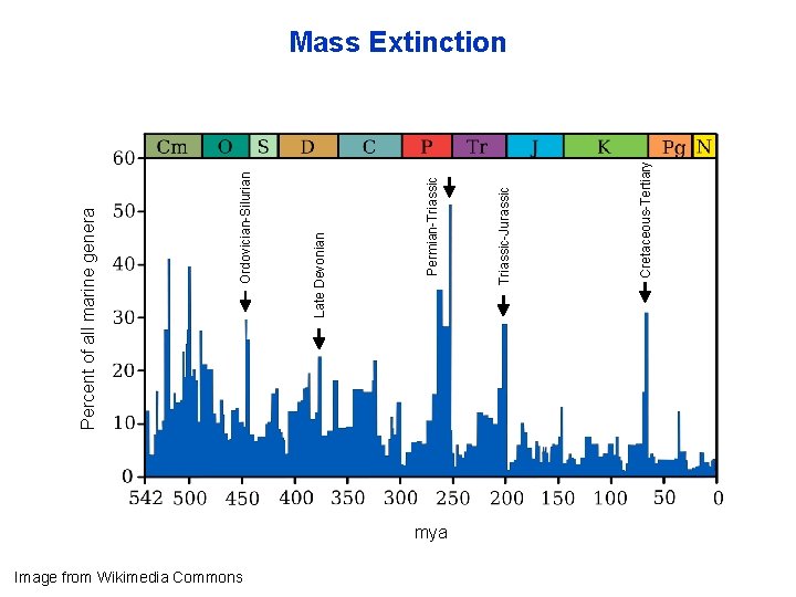 Image from Wikimedia Commons mya Cretaceous-Tertiary Triassic-Jurassic Permian-Triassic Late Devonian Ordovician-Silurian Percent of all