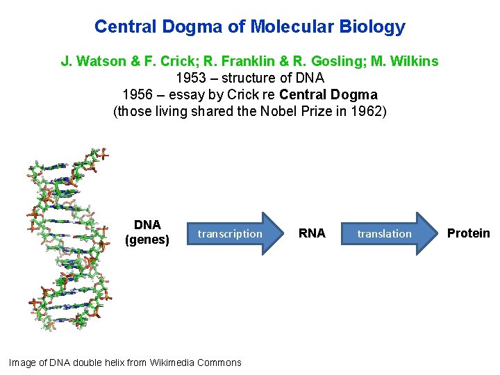 Central Dogma of Molecular Biology J. Watson & F. Crick; R. Franklin & R.