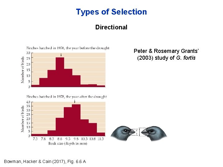 Types of Selection Directional Peter & Rosemary Grants’ (2003) study of G. fortis Bowman,