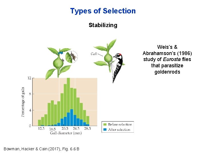 Types of Selection Stabilizing Weis’s & Abrahamson’s (1986) study of Eurosta flies that parasitize