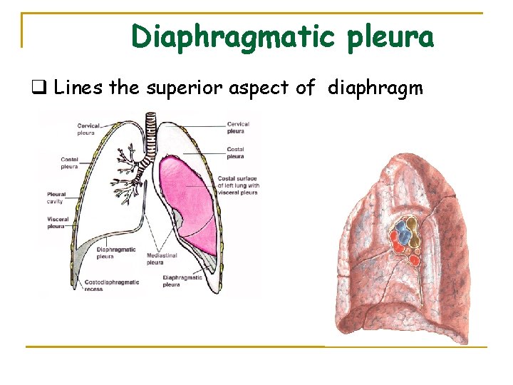 Diaphragmatic pleura q Lines the superior aspect of diaphragm 