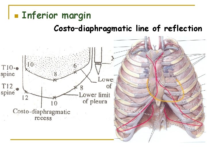 n Inferior margin Costo–diaphragmatic line of reflection 