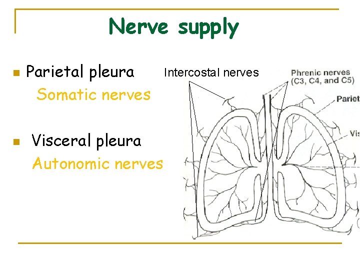 Nerve supply n n Parietal pleura Somatic nerves Visceral pleura Autonomic nerves Intercostal nerves