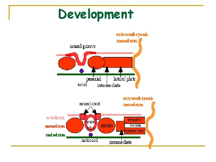 Development 