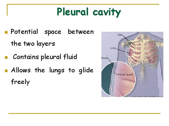 Pleural cavity n Potential space between the two layers n n Contains pleural fluid