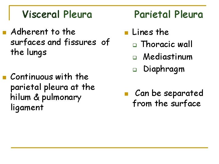 Visceral Pleura n n Adherent to the surfaces and fissures of the lungs Continuous