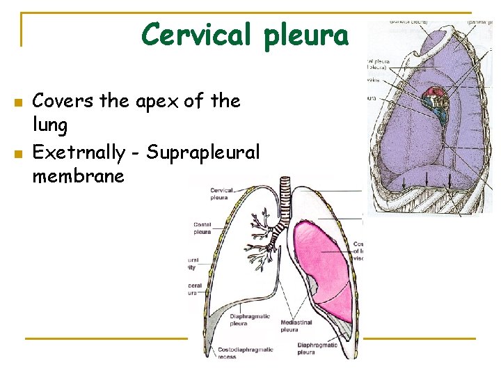 Cervical pleura n n Covers the apex of the lung Exetrnally - Suprapleural membrane