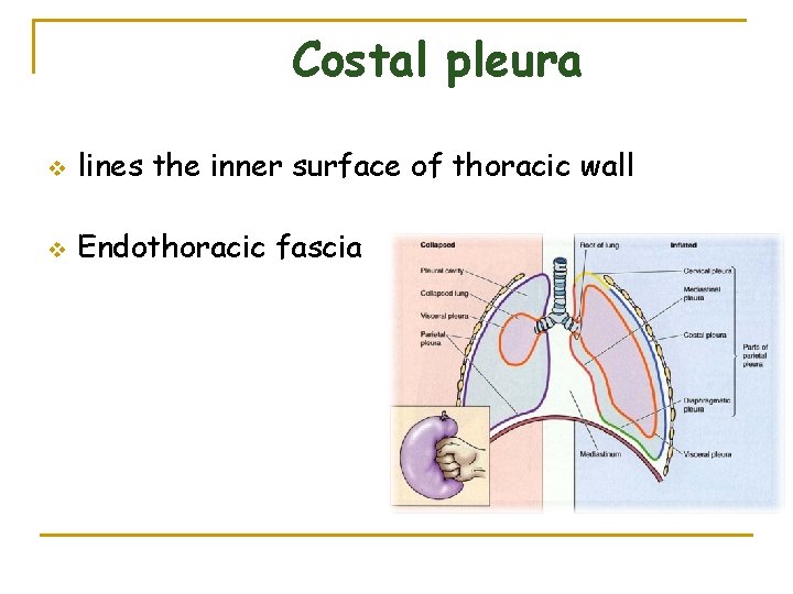 Costal pleura v lines the inner surface of thoracic wall v Endothoracic fascia 