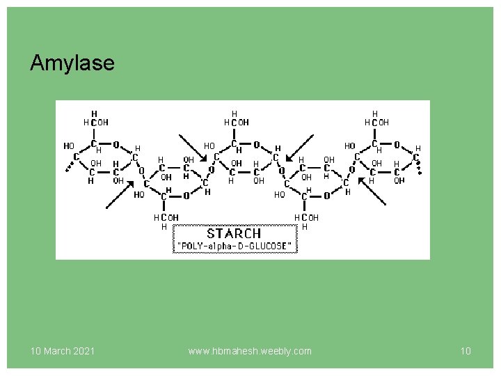 Amylase 10 March 2021 www. hbmahesh. weebly. com 10 