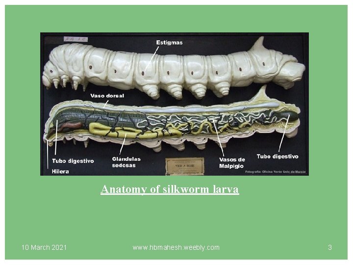 Anatomy of silkworm larva 10 March 2021 www. hbmahesh. weebly. com 3 