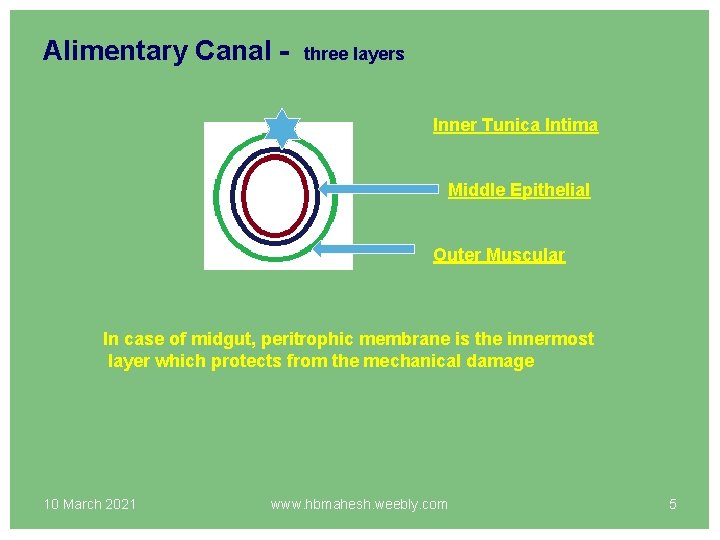 Alimentary Canal - three layers Inner Tunica Intima Middle Epithelial Outer Muscular In case