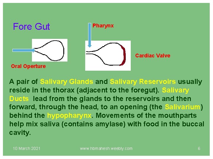 Fore Gut Pharynx Cardiac Valve Oral Operture A pair of Salivary Glands and Salivary