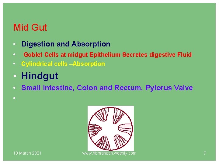 Mid Gut • Digestion and Absorption • Goblet Cells at midgut Epithelium Secretes digestive