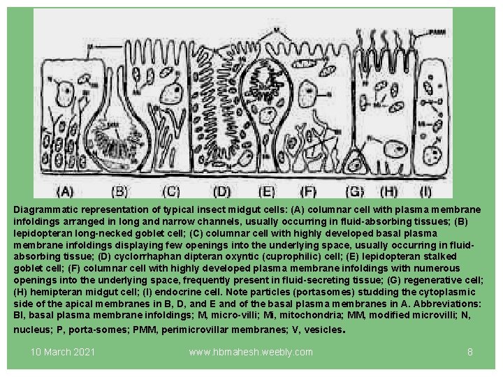 Diagrammatic representation of typical insect midgut cells: (A) columnar cell with plasma membrane infoldings