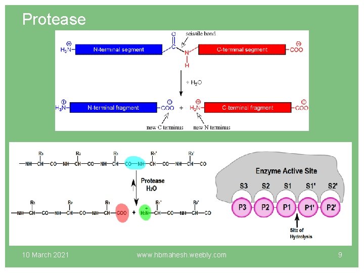 Protease 10 March 2021 www. hbmahesh. weebly. com 9 