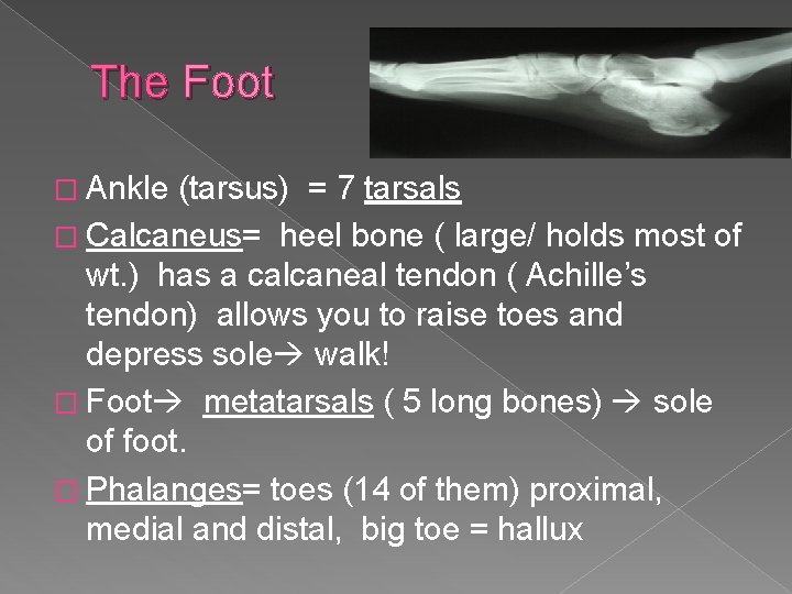 The Foot � Ankle (tarsus) = 7 tarsals � Calcaneus= heel bone ( large/