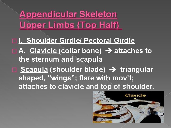 Appendicular Skeleton Upper Limbs (Top Half) � I. Shoulder Girdle/ Pectoral Girdle � A.