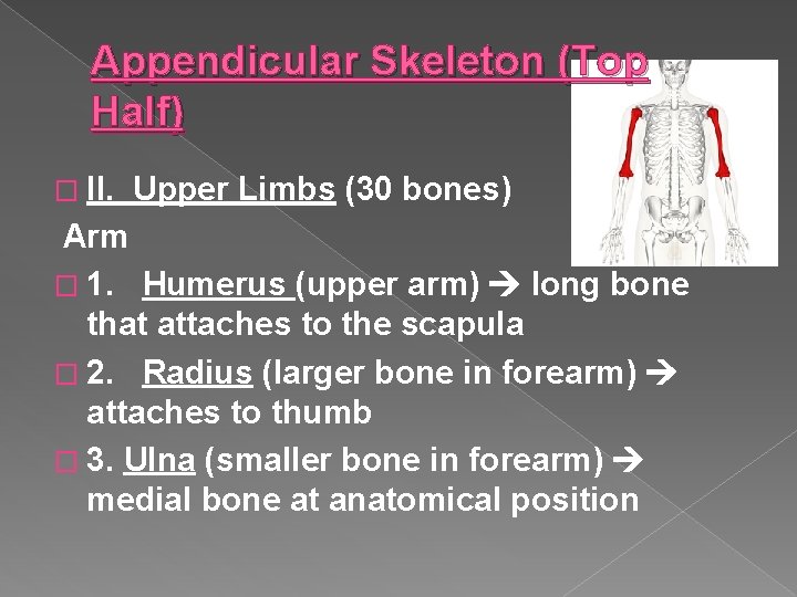 Appendicular Skeleton (Top Half) � II. Upper Limbs (30 bones) Arm � 1. Humerus