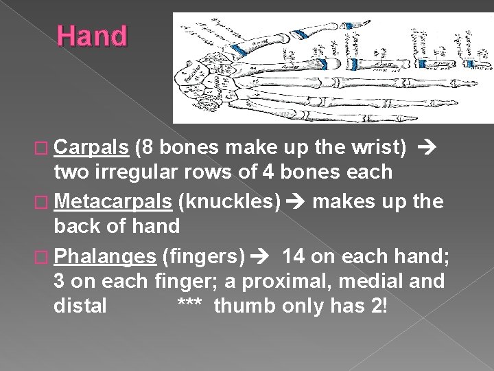 Hand � Carpals (8 bones make up the wrist) two irregular rows of 4