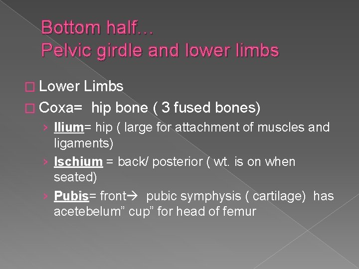 Bottom half… Pelvic girdle and lower limbs � Lower Limbs � Coxa= hip bone