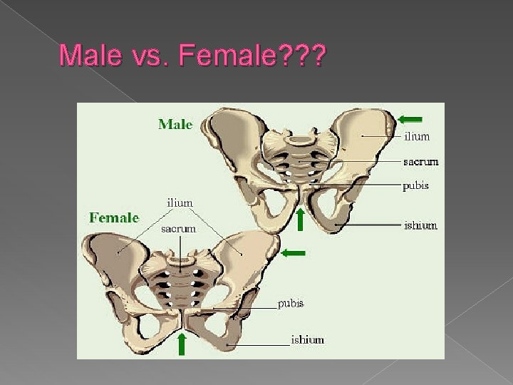 Male vs. Female? ? ? 