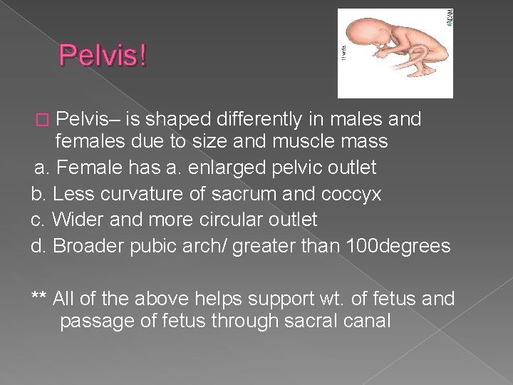 Pelvis! Pelvis– is shaped differently in males and females due to size and muscle