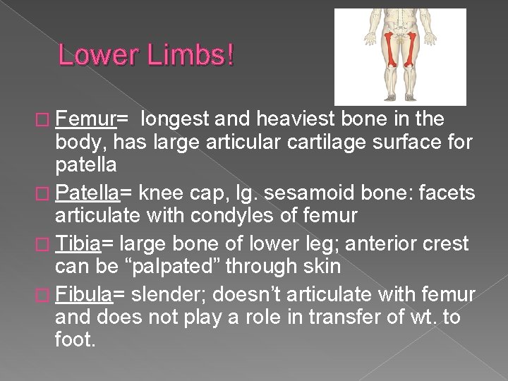 Lower Limbs! � Femur= longest and heaviest bone in the body, has large articular