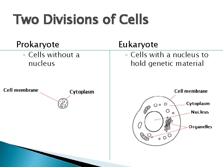 Two Divisions of Cells Prokaryote ◦ Cells without a nucleus Eukaryote ◦ Cells with