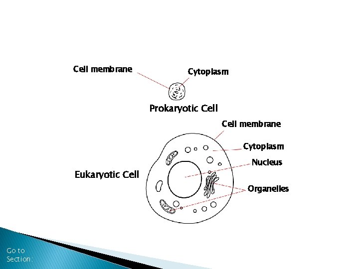 Section 7 -1 Cell membrane Cytoplasm Prokaryotic Cell membrane Cytoplasm Eukaryotic Cell Nucleus Organelles
