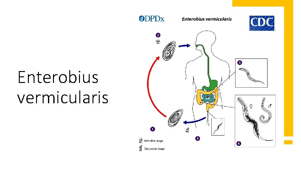 Enterobius vermicularis 