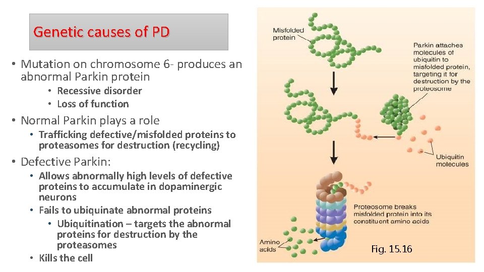 Genetic causes of PD • Mutation on chromosome 6 - produces an abnormal Parkin