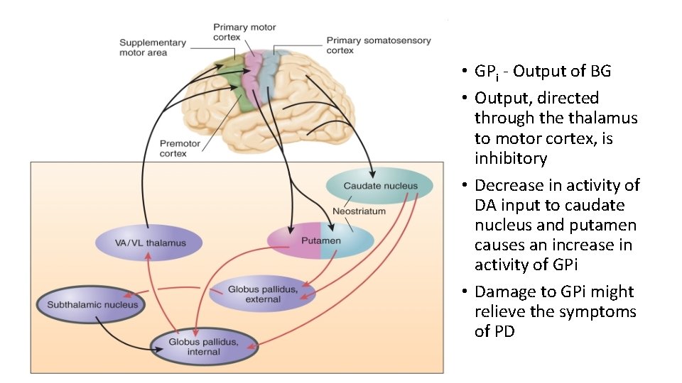  • GPi - Output of BG • Output, directed through the thalamus to